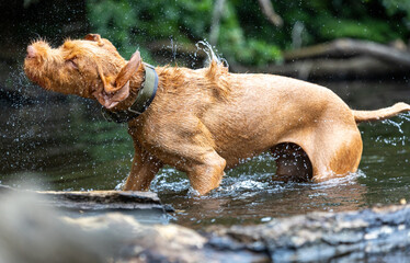 a wirehaired vizsla swimming