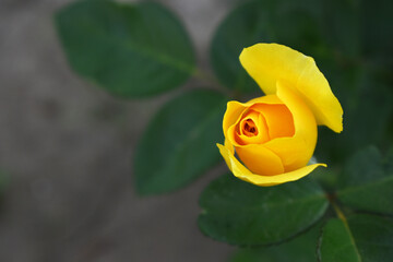 Beautiful yellow rose flower closeup in garden, A very beautiful rose flower bloomed on the rose tree, Rose flower, bloom flowers, Natural spring flower, Nature floral background,
