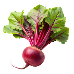 Fresh beetroot root vegetable isolated on transparent background