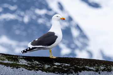 A kelp gull standing on a rock in Antarctica