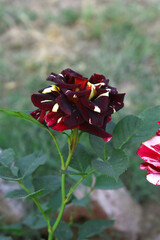 Beautiful Maroon rose flower closeup in garden, A very beautiful Maroon rose flower bloomed on the rose tree, Rose flower closeup, bloom flowers, Natural spring flower, Natural floral background,