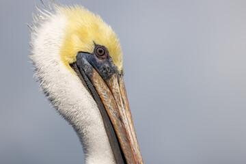 A close-up view of the face of an adult brown pelican
