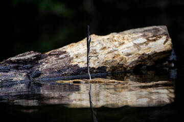 fether floating on wood
