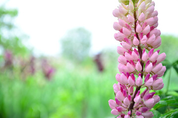 Close-up of pink lupine on light, blurred green background after rain. Summer flower, nature.