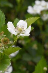Blackberry flowers blooming in the garden, Beautiful in spring bloom garden. Blackberry bush with white flowers, Blossoming blackberry bush and bee, sunny spring day, Chakwal, Punjab, Pakistan