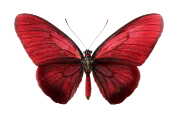 Red butterfly close-up nature macro photography bright