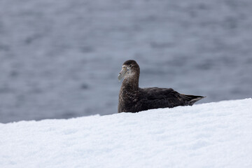 A southern giant-petrel sitting in the snow in Antarctica