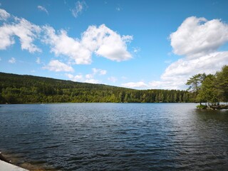 Mountain forest with a clear stream flowing over rocks, surrounded by spruce trees. Natural light,...