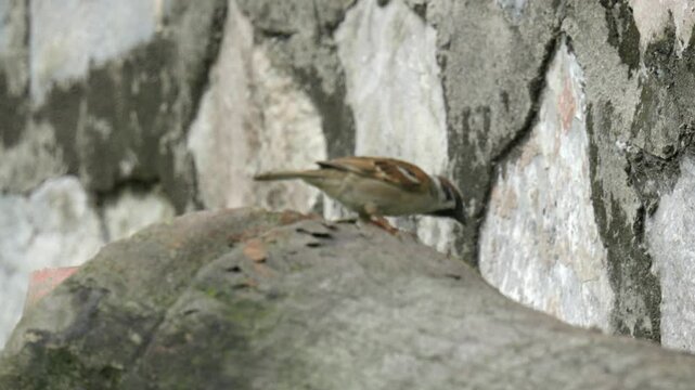 Eurasian Tree Sparrow Bird Hopping On Wood Outdoors. Passer Montanus. closeup shot