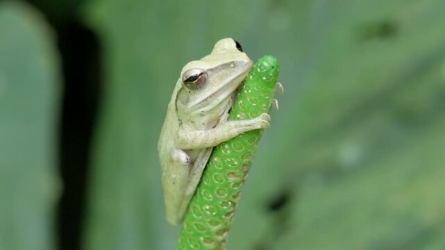 Common Tree Frog Clinging To Vertical Green Plant Stem. closeup shot