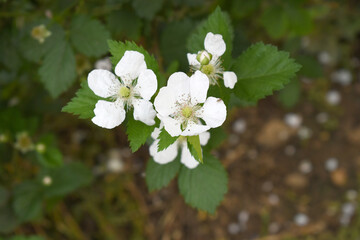 Blackberry flowers blooming in the garden, Beautiful in spring bloom garden. Blackberry bush with white flowers, Blossoming blackberry bush and bee, sunny spring day, Chakwal, Punjab, Pakistan