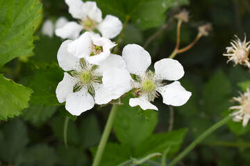 Blackberry flowers blooming in the garden, Beautiful in spring bloom garden. Blackberry bush with white flowers, Blossoming blackberry bush and bee, sunny spring day, Chakwal, Punjab, Pakistan