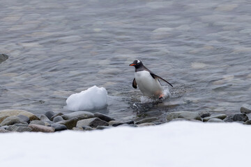 A single Gentoo penguin coming out of the water in Antarctica