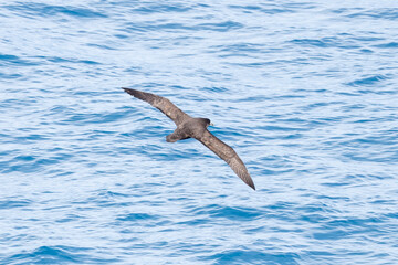 White-chinned petrel in Antarctica