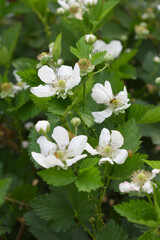 Blackberry flowers blooming in the garden, Beautiful in spring bloom garden. Blackberry bush with white flowers, Blossoming blackberry bush and bee, sunny spring day, Chakwal, Punjab, Pakistan