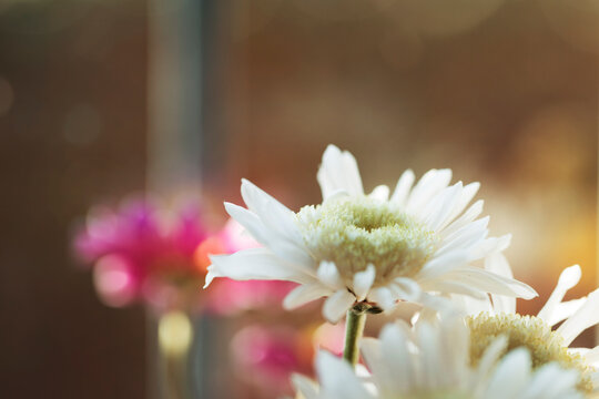 Spring Flowers Detail