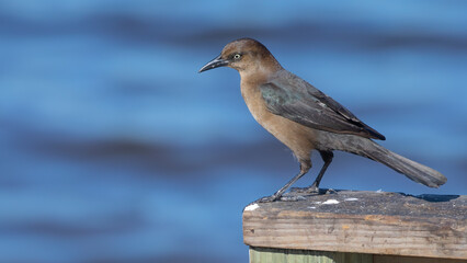 A female boat-tailed grackle perched on a rail with a clean background