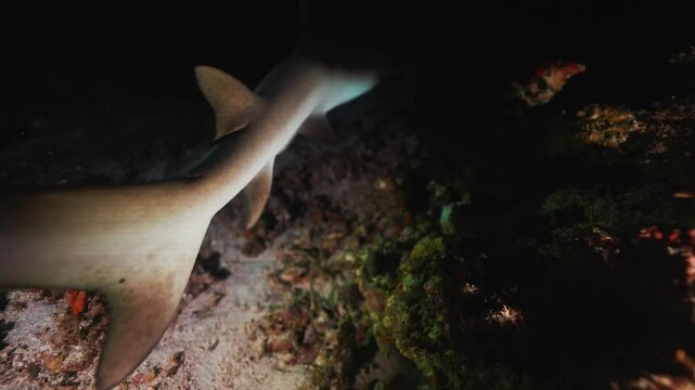 Whitetip Reef sharks At Night In search of food, Caribbean sea Cocos Costa Rica. Underwater landscape, rocky pinnacles, canyons, walls and caves. Beautiful array of marine life ready for exploration.