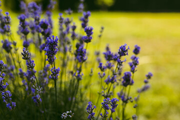 A beautiful display of lavender flowers in a sunny garden, offering a vibrant floral scene....