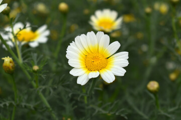 Fototapeta premium White Yellow Crown Daisy, Close-up of a white and yellow crown daisy flower, blooming in nature, Close-up shot of beautiful White yellow Crown Daisy flower (Chrysanthemum coronarium), Crown Daisy,