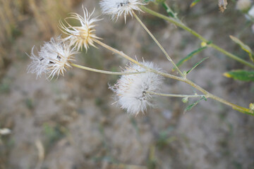 A blooming Creeping Thistle plant, Creeping thistles flower at the meadow. wild flower bloom, thistle in seed, natural flower, creeping thistle flower closeup, Closeup of fluffy creeping thistles seed