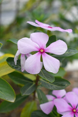 Close-up view of pink madagascar periwinkle, The scientific name is Catharanthus roseus, pink periwinkle flower closeup, Cape Periwinkle, Graveyard plant, Madagascar Periwinkle, Old Maid, closeup