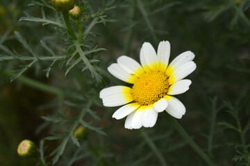 White Yellow Crown Daisy, Close-up of a white and yellow crown daisy flower, blooming in nature, Close-up shot of beautiful White yellow Crown Daisy flower (Chrysanthemum coronarium), Crown Daisy,
