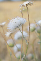 Fototapeta premium A blooming Creeping Thistle plant, Creeping thistles flower at the meadow. wild flower bloom, thistle in seed, natural flower, creeping thistle flower closeup, Closeup of fluffy creeping thistles seed