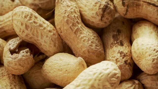 Shelled Monkey nuts close up stock footage