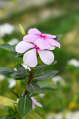 Close-up view of pink madagascar periwinkle, The scientific name is Catharanthus roseus, pink periwinkle flower closeup, Cape Periwinkle, Graveyard plant, Madagascar Periwinkle, Old Maid, closeup