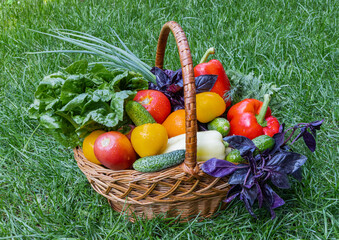 Basket of fresh vegetables on the grass - summer harvest and health