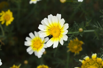 White Yellow Crown Daisy, Close-up of a white and yellow crown daisy flower, blooming in nature, Close-up shot of beautiful White yellow Crown Daisy flower (Chrysanthemum coronarium), Crown Daisy,