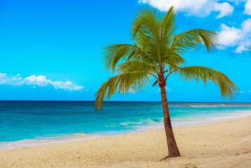 Single palm tree in exotic tropical beach