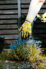 A gardener waters flowers with a hose, showing details of the work and plants. A gardener wearing yellow floral gloves waters vibrant blue flowers in a garden setting, showcasing a close-up view.