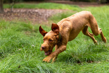 a wirehaired vizsla running in forest