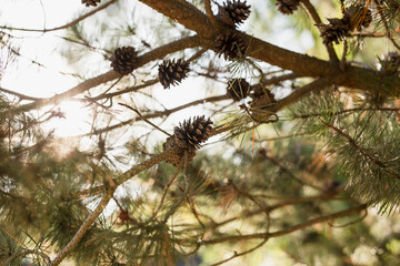 Pinecones on a tree branch