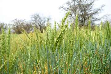 Green wheat field close up image, Green Wheat whistle, Wheat bran fields, agriculture, wheat field Pakistan, closeup of green cereal field