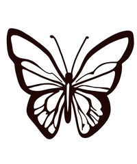 butterfly on white background