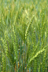 Green wheat field close up image, Green Wheat whistle, Wheat bran fields, agriculture, wheat field...