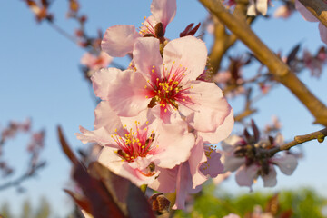 Beautiful Pink Peach Blossoms in a Garden, Pink Peach Flowers Blooming on Peach Tree, Beautiful...
