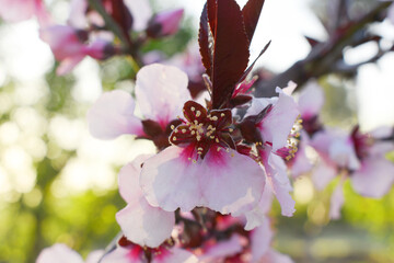 Beautiful Pink Peach Blossoms in a Garden, Pink Peach Flowers Blooming on Peach Tree, Beautiful...