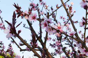 Beautiful Pink Peach Blossoms in a Garden, Pink Peach Flowers Blooming on Peach Tree, Beautiful...