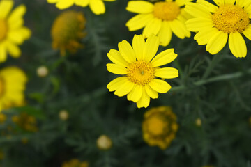 Bright Yellow Crown Daisy, Close-up of a Bright yellow crown daisy flower, blooming in nature, Close-up shot of beautiful yellow Crown Daisy flower (Chrysanthemum coronarium), Crown Daisy,