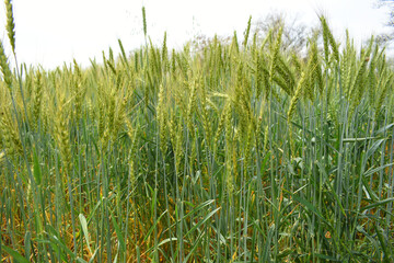 Green wheat field close up image, Green Wheat whistle, Wheat bran fields, agriculture, wheat field Pakistan, closeup of green cereal field