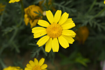 Bright Yellow Crown Daisy, Close-up of a Bright yellow crown daisy flower, blooming in nature, Close-up shot of beautiful yellow Crown Daisy flower (Chrysanthemum coronarium), Crown Daisy,