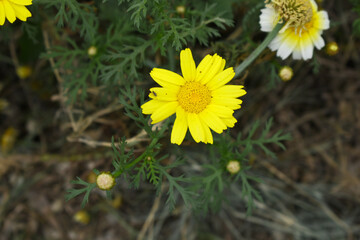 Bright Yellow Crown Daisy, Close-up of a Bright yellow crown daisy flower, blooming in nature, Close-up shot of beautiful yellow Crown Daisy flower (Chrysanthemum coronarium), Crown Daisy,