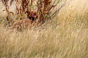 a wirehaired vizsla running in forest