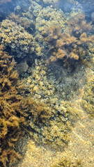 Underwater scene showcasing various types of seaweed and algae in clear water. The natural habitat is rich in textures and colors, emphasizing marine biodiversity.