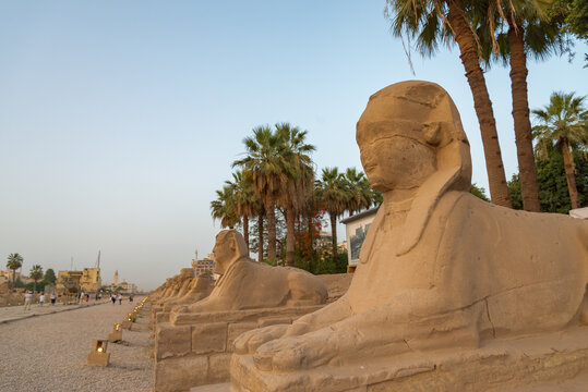 The famous Sphynx avenue, in Luxor, close to the historical temple dedicated to Amun Ra god. Evening environment, blue sky on the background.