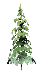 Hand drawn watercolor green spruce or pine tree, isolated illustration for winter wedding